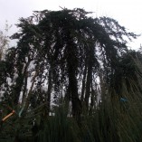 Cedrus Deodara Pendula - gardenshop-constanta.ro 006