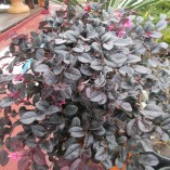 Loropetalum Chinense - gardenshop-constanta.ro 011